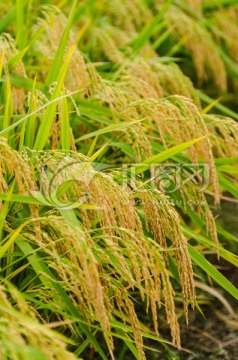 成熟的水稻