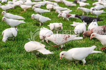 草地上的群鸽