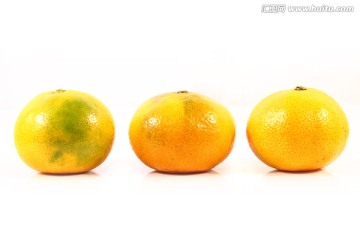 柑儿 橘子 柑橘 柑子 白色背