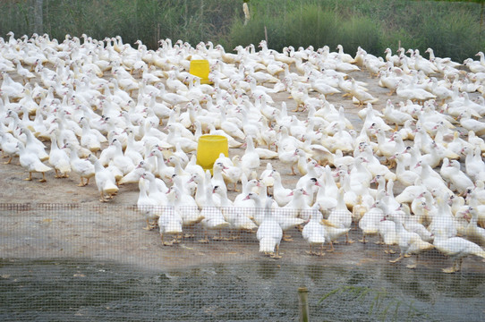 鸭子养殖