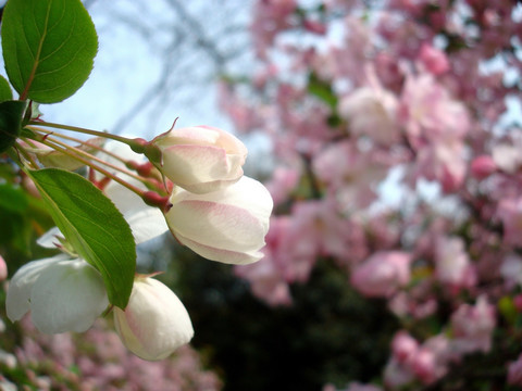 粉色樱花 樱花花苞