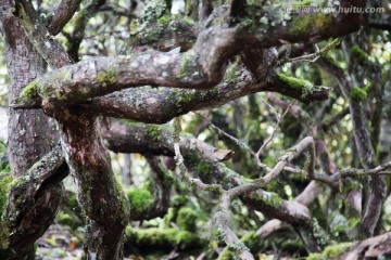 红豆杉 珍惜树种