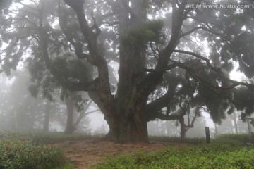浓雾中的大榕树