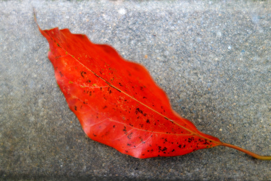 红叶 落叶 水泥地