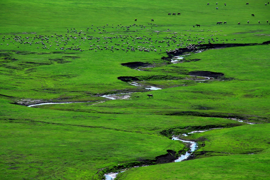 夏季草原牧场河流牛群