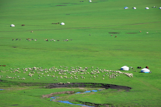 夏季草原牧场羊群蒙古包