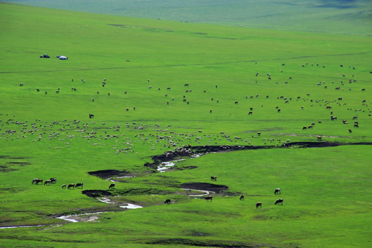 草原河流牧场牛群羊群
