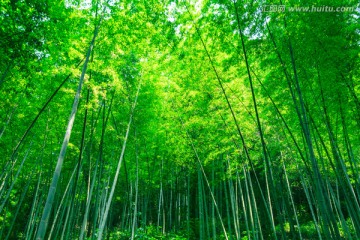 竹子 竹林