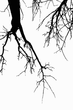 黑白树树枝