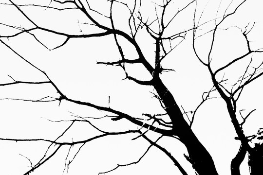 黑白树枝 无分层