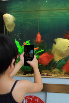 可爱的小女孩拿着手机给鱼拍照