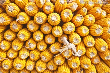 堆砌的玉米