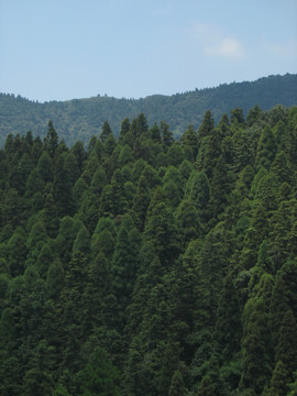 山林茂密