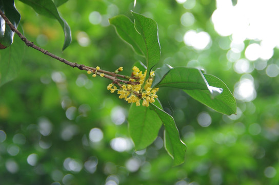 桂花