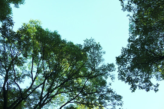 绿树枝