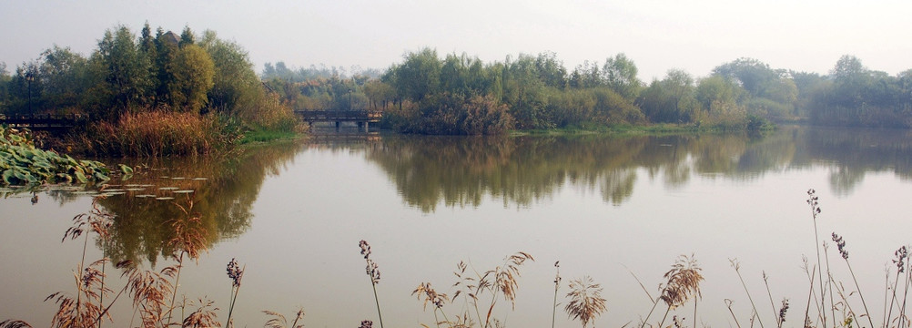 湿地  湖畔景色