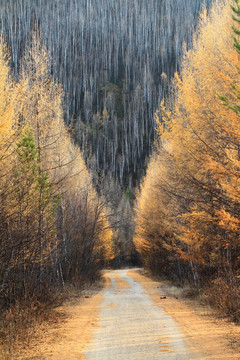 秋林山路