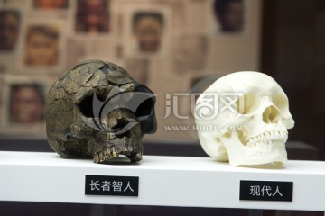 古人类颅骨化石