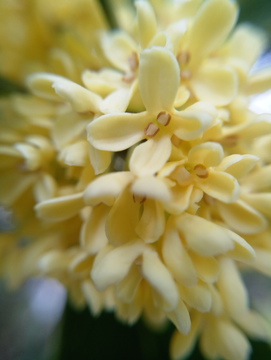 桂花特写 桂花素材