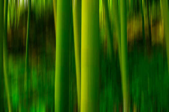 抽象竹林 抽象竹
