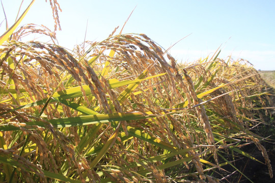 麦田 稻田 麦穗 水稻