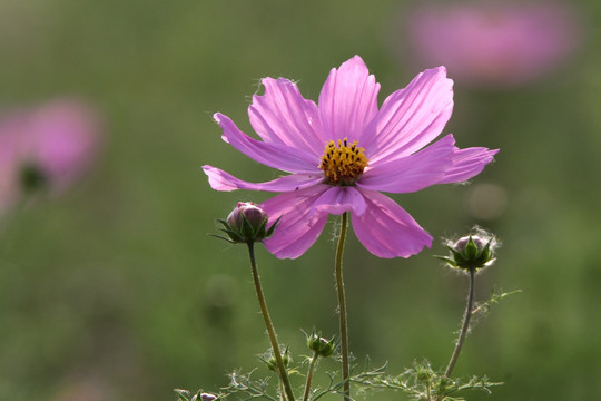 格桑花