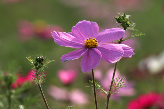 格桑花