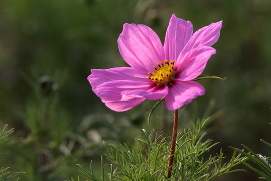 格桑花