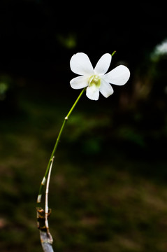 石斛 石斛兰 石斛花