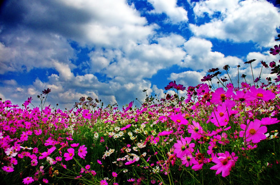 格桑花海