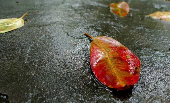 雨后地上的落叶