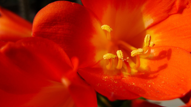 微距花蕊特写