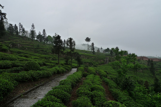 茶树生长的自然环境