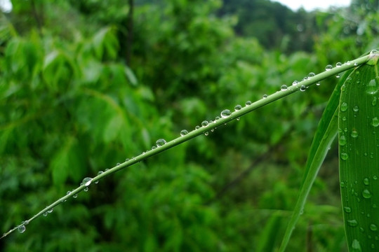 雨后清新的竹芯