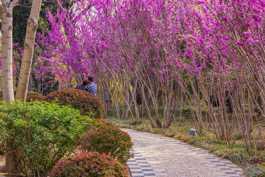 公园紫荆花花径