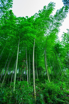 竹子 竹林