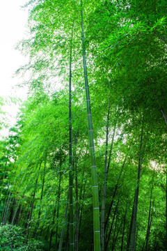 竹子 竹叶 绿色植物