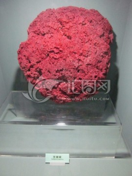珊瑚 血珊瑚