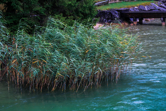 湖边水草