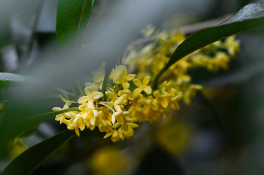 桂花香丹桂