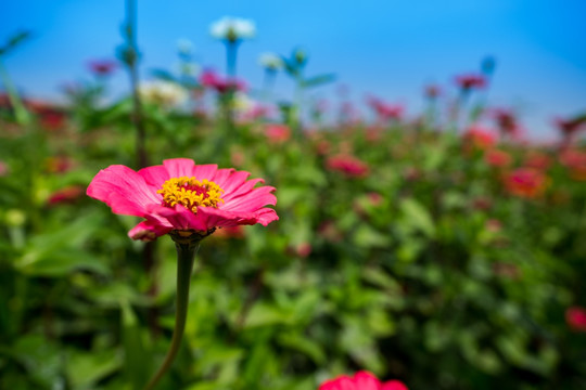 百日菊