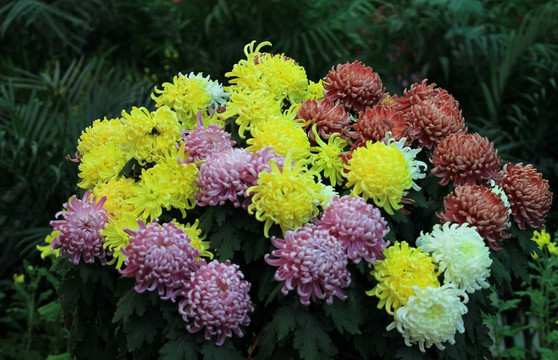 野菊花