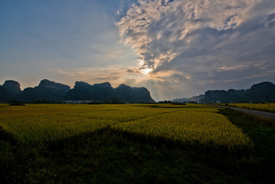 田野