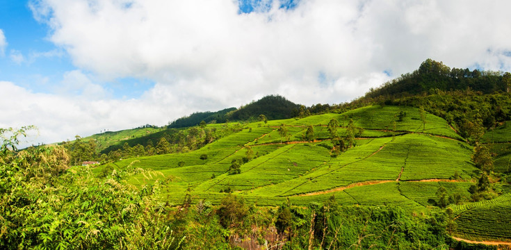 斯里兰卡茶山