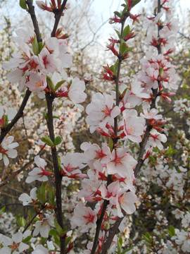 桃花 樱花 梨花