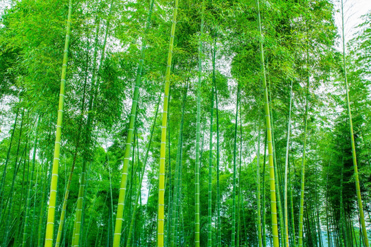竹林