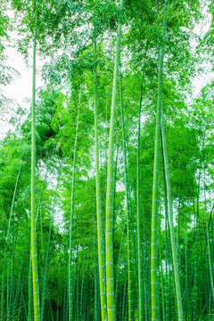 竹林