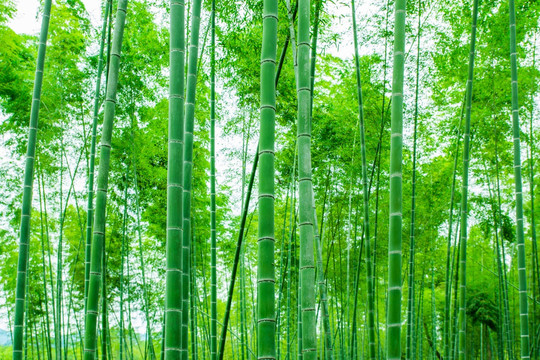 竹子