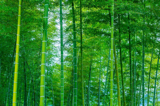 竹林