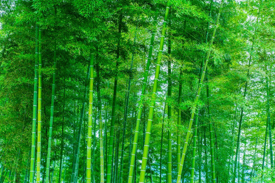 竹林